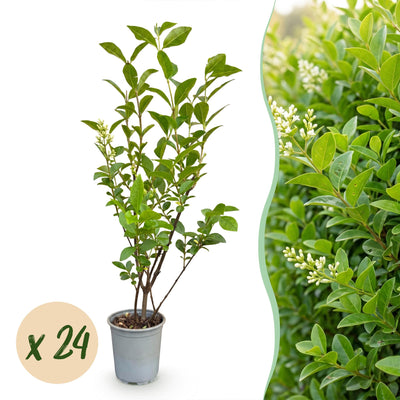 Green boutiQ - 24x Ligustrum ovalifolium - Gewöhnlicher Liguster - Heckenpflanzen - Immergrün - Grün - Topf 9cm - Höhe 35-45cm