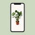 Monstera Deliciosa (Schweizer Käse Pflanze), Ø21cm, ↕60cm Bild 5