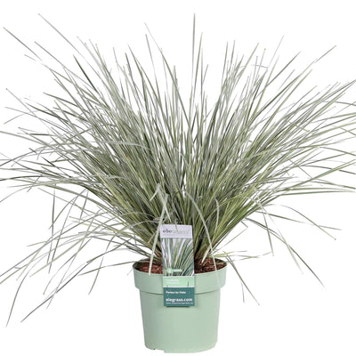 Lomandra longifolia 'White Sands' Ø19cm - 40cm