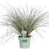 Lomandra longifolia 'White Sands' Ø19cm - 40cm Bild 1