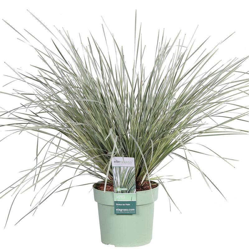 Lomandra longifolia 'White Sands' Ø19cm - 40cm