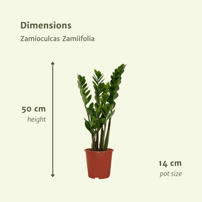 2x Zamioculcas Zamiifolia Smaragdpalme 50cm Ø14