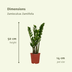 2x Zamioculcas Zamiifolia Smaragdpalme 50cm Ø14 Bild 2