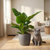 Philodendron Imperial Green - Pflegeleichte Zimmerpflanze mit Übertopf Bild 5