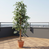 Künstlicher Ficus Benjamina Kunstbaum 160cm – Pflegeleicht & Dekorativ Bild 2