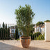 Oleander Busch 'Nerium Oleander' – 180cm, Ø40cm Topf Bild 3
