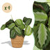 Green boutiQ Maranta Fascinator Silverband, 4 plants with basket Bild 1