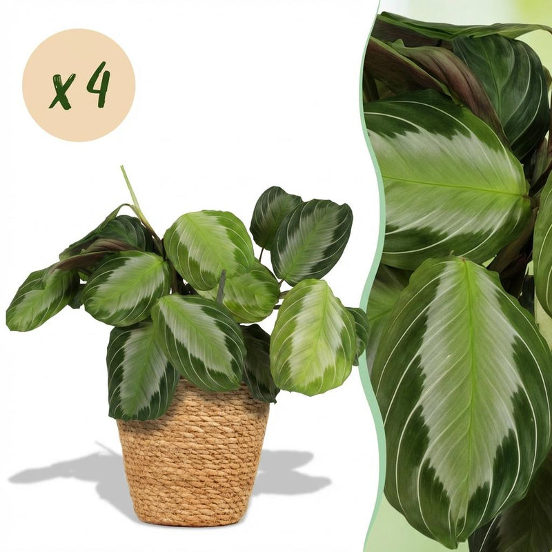 Green boutiQ Maranta Fascinator Silverband, 4 plants with basket