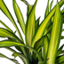 Dracaena Deremensis Rikki, Topf Ø21cm, Höhe 90-110cm Bild 4