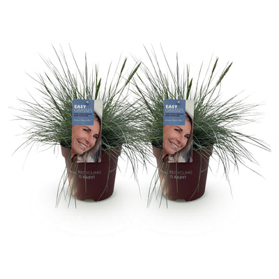 GreenboutiQ Ziergras Festuca glauca Intense Blue, 2 Pflanzen
