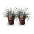 GreenboutiQ Ziergras Festuca glauca Intense Blue, 2 Pflanzen Bild 2