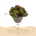 GreenboutiQ Sempervivum Big Sam: 8 winterharte Bodendecker (Topf 14cm) Bild 3