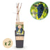 Green boutiQ - Obstpflanze - Vitis vinifera Boskoop Glory - Weinrebe - Winterhart - Blaue Traube - 2 Pflanzen - Topf 15cm - Höhe 50cm Bild 1