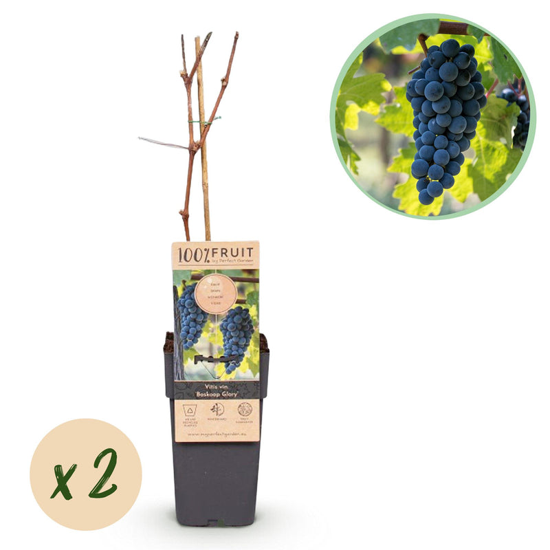 Green boutiQ - Obstpflanze - Vitis vinifera Boskoop Glory - Weinrebe - Winterhart - Blaue Traube - 2 Pflanzen - Topf 15cm - Höhe 50cm