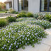 Green boutiQ - Perennials - Isotoma fluviatilis - Blue Star Creeper - Rock Garden Plants - Light Blue - 1 Plant - 11cm Pot - Height 15-25cm Bild 6