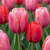 40x Tulipa Pink - Red Zwiebeln: Rosa-rote Frühlingsblüher (10/12) Bild 1