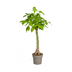 Pachira Aquatica Ø27cm - ↕130 - 150cm Bild 1