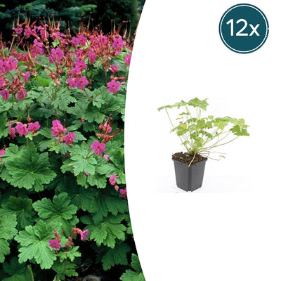 12x Geranium macrorrhizum 'Czakor' Bodendecker, 10-25cm, Ø9cm