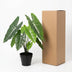 Artificial Alocasia Polly: Artificial Plant, 40cm – Tropical Flair Without the Fuss Bild 6