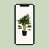 Livistona Chinensis Palme Ø24cm - 100cm hoch Bild 5