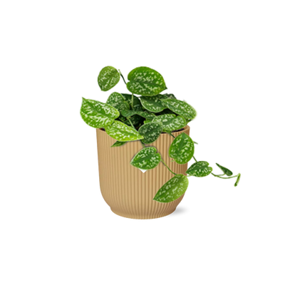 Scindapsus Pictus 'Argyraeus' im gelben ELHO Vibes Topf (14 cm)