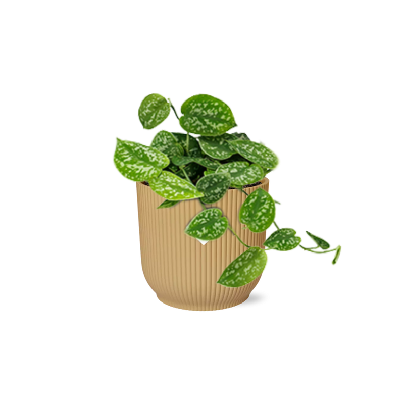 Scindapsus Pictus 'Argyraeus' im gelben ELHO Vibes Topf (14 cm)