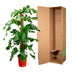 Monstera Pertusum - 130 cm - ø24 Bild 4