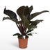 Philodendron Imperial Red Houseplant, 60cm, 19cm pot Bild 2