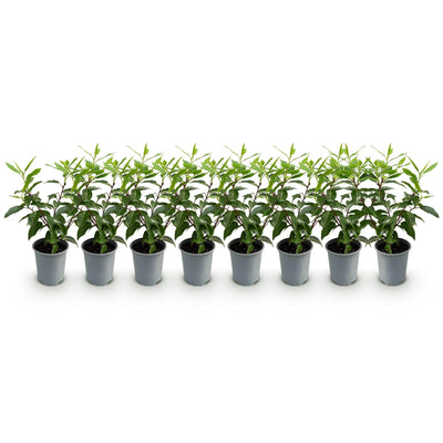 GreenboutiQ: 8x Kirschlorbeer 'Angustifolia' Heckenpflanzen (30-35cm, Topf 9cm)