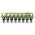GreenboutiQ: 8x Kirschlorbeer 'Angustifolia' Heckenpflanzen (30-35cm, Topf 9cm) Bild 2