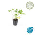 60x Geranium macrorrhizum 'Spessart' Bodendecker, 10-25cm Bild 2