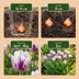 60x Tulpe Flaming Flag – Weiße & Lila Blüten – Frühblüher (11/12) Bild 4