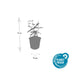 24x Hypericum inodorum 'Annebel' - ↕10-25cm - Ø9cm Bild 3