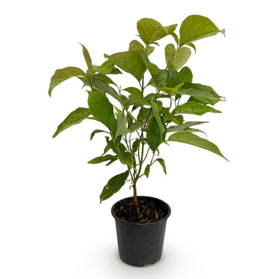 GreenboutiQ Kornelkirsche (Cornus mas) - Gelbe Blüte, 35cm