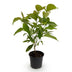 GreenboutiQ Kornelkirsche (Cornus mas) - Gelbe Blüte, 35cm Bild 2