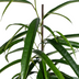 Ficus Binnendijkii Alii Ø17cm - ↕60 - 80cm Bild 3