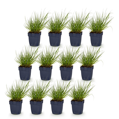 Green boutiQ - Gräser - Panicum virg. Northwind - Prairiegras - Mit Blüte - Grün - 12 Pflanzen - Topf 11cm - Höhe 15-25cm