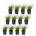 Green boutiQ - Gräser - Panicum virg. Northwind - Prairiegras - Mit Blüte - Grün - 1 Pflanze - Topf 11cm - Höhe 15-25cm Bild 2