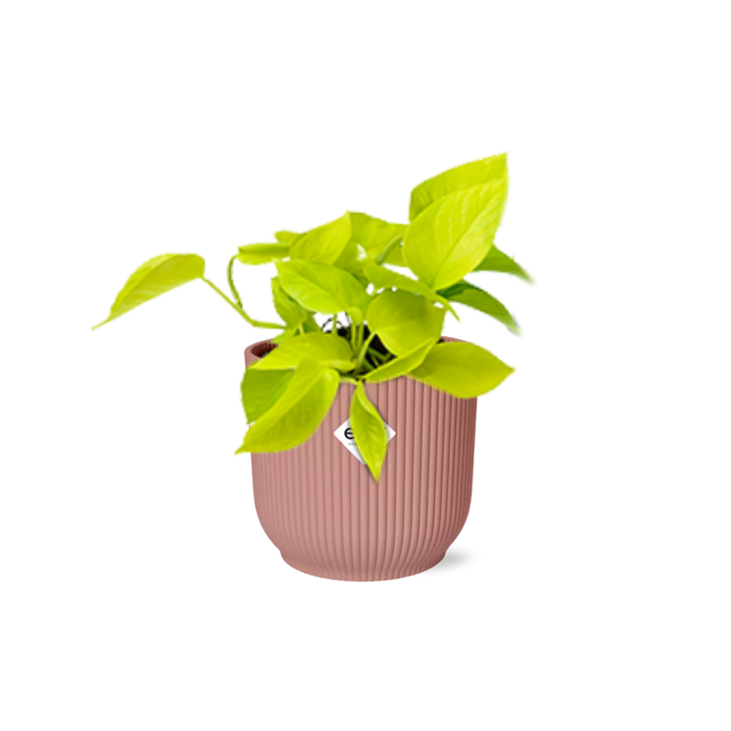 Epipremnum Pinnatum 'Golden Pothos' in ELHO Pot Pink 14 cm