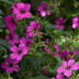 12x Blut-Storchschnabel 'Max Frei' - Geranium sanguineum Bild 7