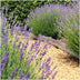 Lavendel 'Felice' (Lavandula angustifolia) - 24er Set im 12cm Topf Bild 5