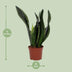 Sansevieria Whitney 12cm Topf - Pflegeleichte Zimmerpflanze Bild 4