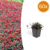 Acaena microphylla 'Kupferteppich' - Bodendecker 10-25cm Bild 1