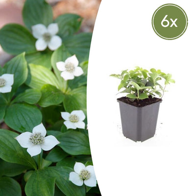 6x Cornus canadensis - ↕10-25cm - Ø9cm