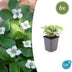 6x Cornus canadensis - ↕10-25cm - Ø9cm Bild 1