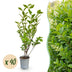 Green boutiQ - 40x Ligustrum ovalifolium - Gewöhnlicher Liguster - Heckenpflanzen - Immergrün - Grün - Topf 9cm - Höhe 35-45cm Bild 1