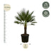 Chamaerops Humilis auf Stamm – 150 cm – Zwergpalme für Haus & Garten Bild 2