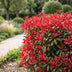 XXL Spar-Bundle: 104x Green boutiQ Photinia fraseri Red Robin (Glanzmispel) - Immergrüne Heckenpflanzen - Rot - 25-35cm (9cm Topf) Bild 6