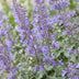Green boutiQ - Perennial - Nepeta faassenii Walker's Low - Catnip - Bee and Butterfly Attractors - Blue - 24 Plants - Pot 11cm - Height 15-25cm Bild 9