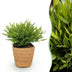 Bamboo Grass 'Monica' Houseplant with Basket - Pet-Friendly Bild 1